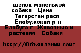 щенок маленькой собаки › Цена ­ 10 - Татарстан респ., Елабужский р-н, Елабуга г. Животные и растения » Собаки   